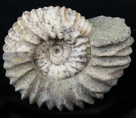 Pavlovia Ammonite Fossil - Siberia #29729